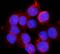 3-Hydroxybutyrate Dehydrogenase 1 antibody, A09277-1, Boster Biological Technology, Immunofluorescence image 