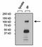 Nuclear Factor Of Activated T Cells 4 antibody, GTX23447, GeneTex, Immunoprecipitation image 