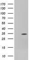 Four And A Half LIM Domains 1 antibody, CF501280, Origene, Western Blot image 