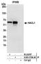 2-Hydroxyacyl-CoA Lyase 1 antibody, A305-579A-M, Bethyl Labs, Immunoprecipitation image 