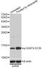 H2A Histone Family Member X antibody, MBS126189, MyBioSource, Western Blot image 