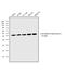 Core histone macro-H2A.1 antibody, MA5-24696, Invitrogen Antibodies, Western Blot image 