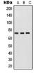 p65 antibody, LS-C352783, Lifespan Biosciences, Western Blot image 
