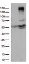 Erb-B2 Receptor Tyrosine Kinase 4 antibody, TA804937, Origene, Western Blot image 