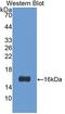 Galectin 1 antibody, LS-C298465, Lifespan Biosciences, Western Blot image 