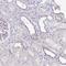 Leukocyte Receptor Cluster Member 9 antibody, HPA051671, Atlas Antibodies, Immunohistochemistry frozen image 