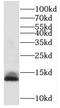 Transmembrane Protein 230 antibody, FNab01086, FineTest, Western Blot image 