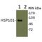 Hsp101 antibody, SPC-304B, StressMarq, Western Blot image 