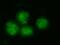 Bromodomain Containing 4 antibody, A00123-3, Boster Biological Technology, Immunofluorescence image 