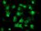 Eukaryotic Translation Initiation Factor 1 antibody, NBP2-00702, Novus Biologicals, Immunofluorescence image 