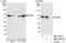 NGFI-A Binding Protein 1 antibody, NBP1-71838, Novus Biologicals, Western Blot image 