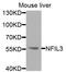 NFIL3 antibody, LS-C749042, Lifespan Biosciences, Western Blot image 