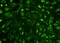 NUCB1 antibody, LS-B13070, Lifespan Biosciences, Immunofluorescence image 