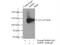 Amphiphysin antibody, 13379-1-AP, Proteintech Group, Immunoprecipitation image 
