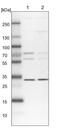 Protein Regulator Of Cytokinesis 1 antibody, NBP1-88856, Novus Biologicals, Western Blot image 