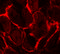 Fms Related Tyrosine Kinase 3 antibody, 7027, ProSci, Immunofluorescence image 