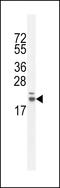 RING finger protein 185 antibody, LS-C162636, Lifespan Biosciences, Western Blot image 