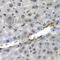 NELF-E antibody, A7006, ABclonal Technology, Immunohistochemistry paraffin image 