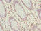 Ubiquitin Like 3 antibody, A63748-100, Epigentek, Immunohistochemistry paraffin image 