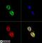 FAS antibody, NB400-114, Novus Biologicals, Immunocytochemistry image 