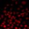 TEA Domain Transcription Factor 3 antibody, orb412612, Biorbyt, Immunocytochemistry image 
