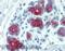 Keratin 7 antibody, LS-C45748, Lifespan Biosciences, Immunohistochemistry frozen image 