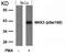 Dual specificity mitogen-activated protein kinase kinase 3 antibody, PA5-37700, Invitrogen Antibodies, Western Blot image 