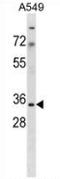 Mitochondrial Ribosomal Protein S15 antibody, AP52752PU-N, Origene, Western Blot image 