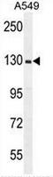 X-linked retinitis pigmentosa GTPase regulator antibody, AP53704PU-N, Origene, Western Blot image 