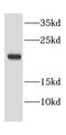 Eukaryotic Translation Elongation Factor 1 Epsilon 1 antibody, FNab02649, FineTest, Western Blot image 
