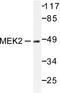 Mitogen-Activated Protein Kinase Kinase 2 antibody, AP06221PU-N, Origene, Western Blot image 