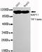 Tripartite Motif Containing 28 antibody, TA347062, Origene, Western Blot image 