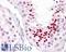Opsin 3 antibody, LS-C120583, Lifespan Biosciences, Immunohistochemistry paraffin image 