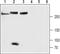 Sodium leak channel non-selective protein antibody, PA5-77736, Invitrogen Antibodies, Western Blot image 