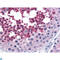 Cell Division Cycle 25C antibody, LS-C814007, Lifespan Biosciences, Western Blot image 