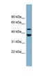 UFM1 Specific Peptidase 2 antibody, orb326166, Biorbyt, Western Blot image 