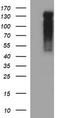Rap Guanine Nucleotide Exchange Factor 1 antibody, TA506837S, Origene, Western Blot image 