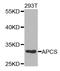 Amyloid P Component, Serum antibody, TA327226, Origene, Western Blot image 