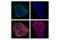 Occludin antibody, 91131S, Cell Signaling Technology, Immunofluorescence image 