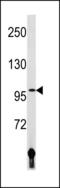 DNA ligase 4 antibody, LS-C203791, Lifespan Biosciences, Western Blot image 