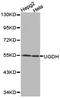 UDP-Glucose 6-Dehydrogenase antibody, TA326998, Origene, Western Blot image 