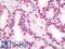 dsDNA antibody, LS-B10525, Lifespan Biosciences, Immunohistochemistry frozen image 