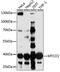 Coi antibody, 18-152, ProSci, Western Blot image 