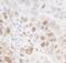 Cyclin-C antibody, NBP1-18878, Novus Biologicals, Immunohistochemistry paraffin image 
