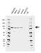 MRE11A antibody, VMA00536, Bio-Rad (formerly AbD Serotec) , Western Blot image 