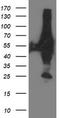Probable Xaa-Pro aminopeptidase 3 antibody, TA503339, Origene, Western Blot image 