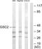Goosecoid Homeobox 2 antibody, PA5-38526, Invitrogen Antibodies, Western Blot image 