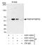 FKBP Prolyl Isomerase 4 antibody, A301-427A, Bethyl Labs, Immunoprecipitation image 