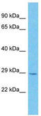 MOB Kinase Activator 3C antibody, TA337433, Origene, Western Blot image 