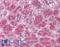 Neurotrophic factor antibody, LS-A9556, Lifespan Biosciences, Immunohistochemistry paraffin image 